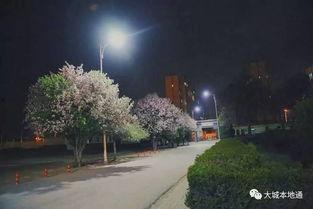 最新大城新闻爆料,揭秘最新热点事件背后的真相