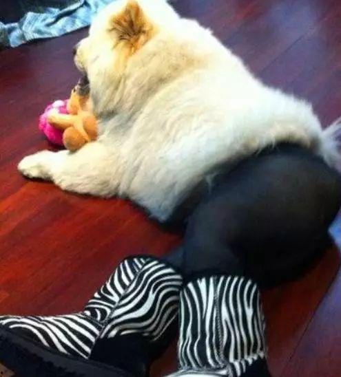 用丝袜包做小白狗,小白狗的别样萌态